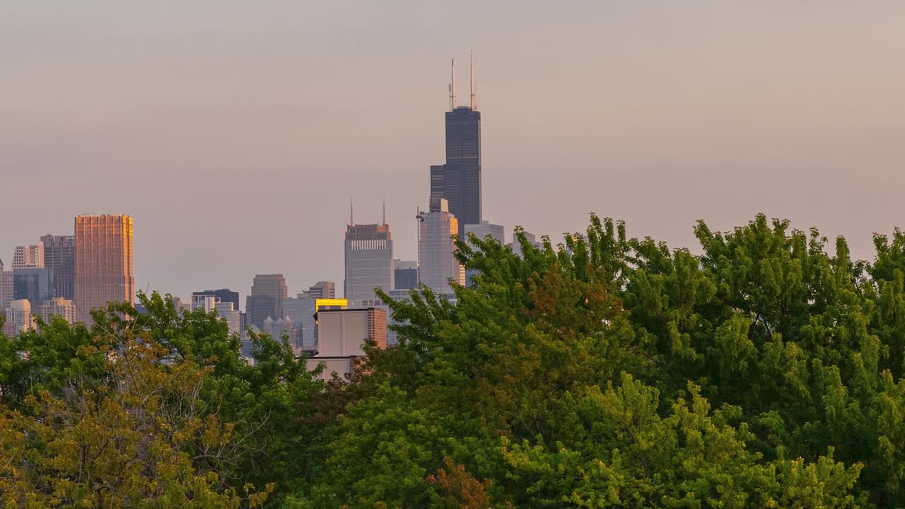timelapse de chicago mirando al sur hacia la torre sears con árboles en primer plano