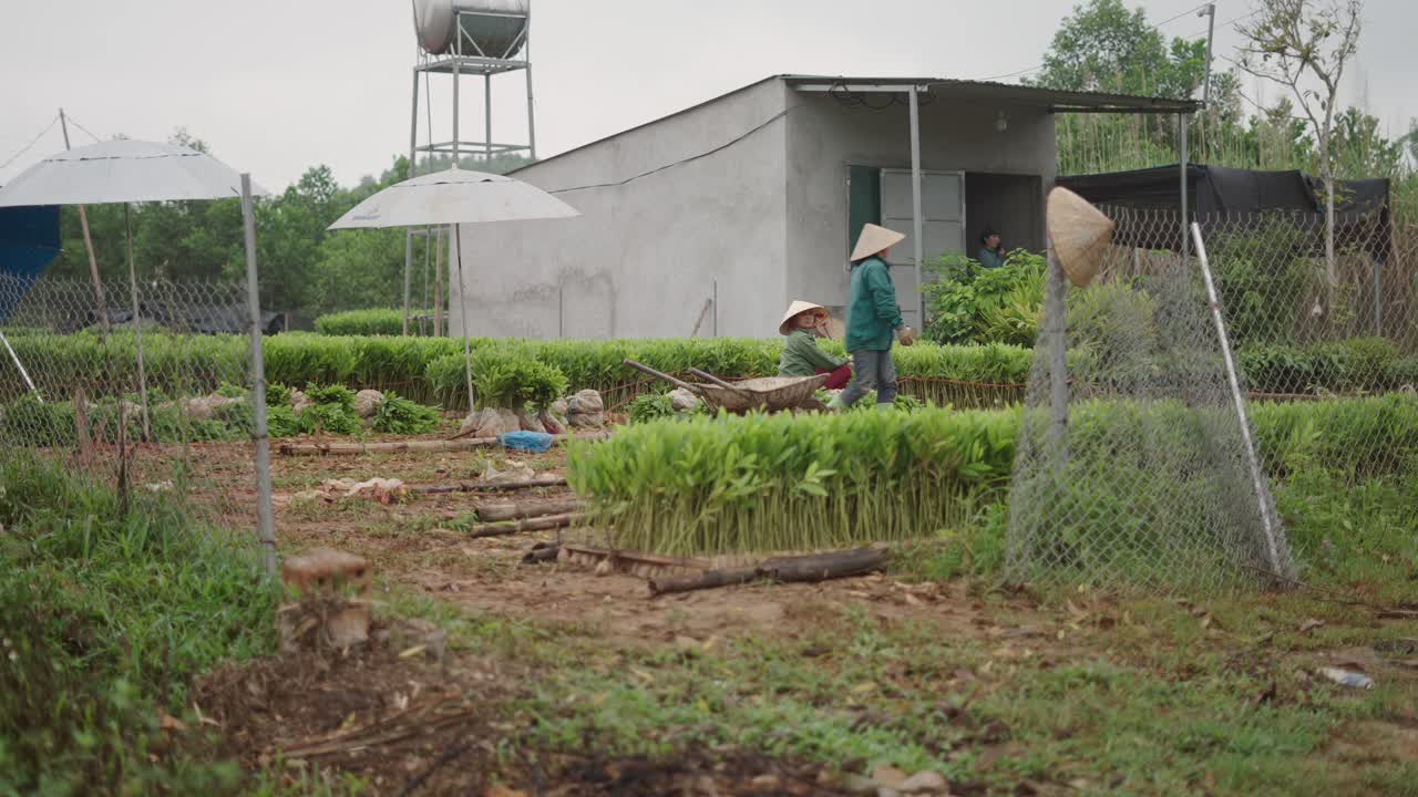 Farmers Working in a Rice Paddy Field