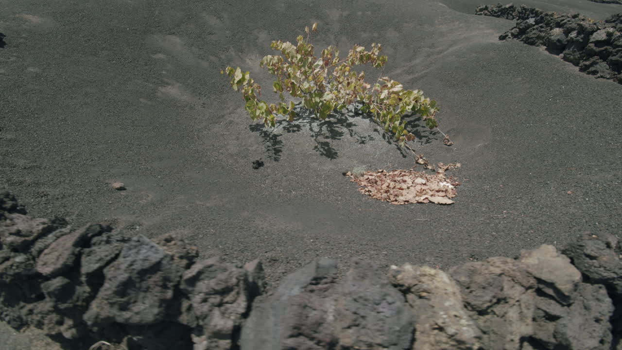 la geria lanzarote에서 재배되는 포도