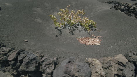 grapes growing in la geria lanzarote