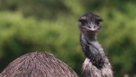 emu girando y mirando a la cámara, primer plano con fondo borroso