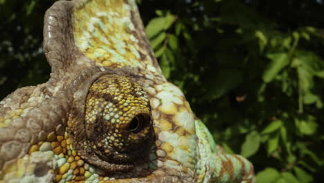 extreme macro close up of chameleon eyeball in tree