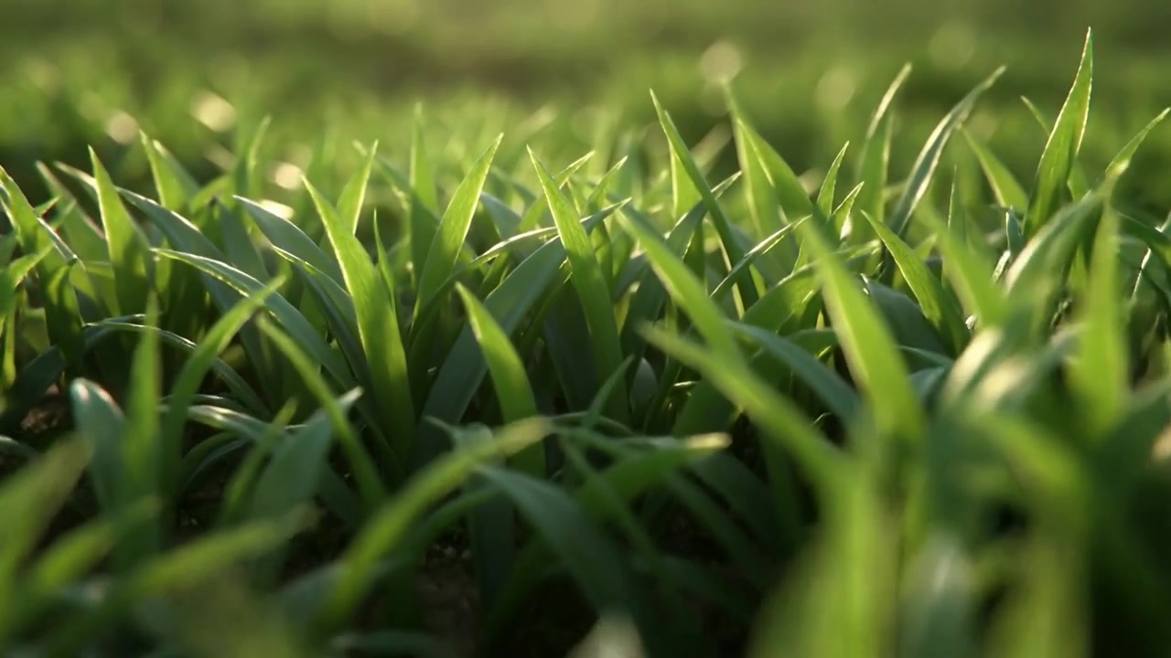 Messa a fuoco che si sposta sul terreno, la telecamera si allontana, un ciuffo d'erba verde si inclina, mostrando terra, rugiada e il bokeh del sole.