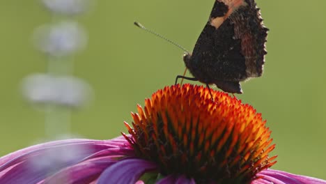 One-Small-Tortoiseshell-Butterfly-Feeds-On-orange-coneflower-in-sun-light-5