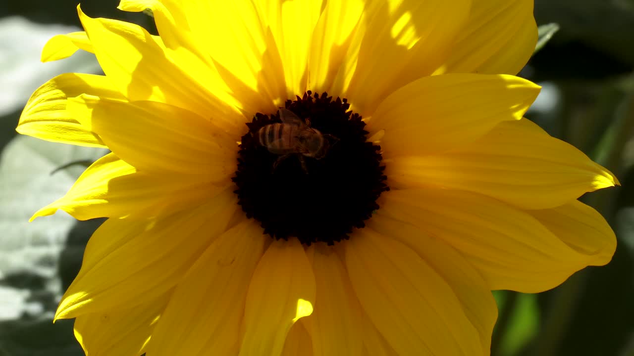 활기찬 노란색 꽃과 상호 작용하는 벌