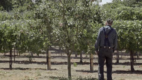 An-elderly-farmer-inspects-apples-and-wine-grapes-on-a-ranch-in-the-rich-agricultural-land-of-the-Lompoc-Valley-California