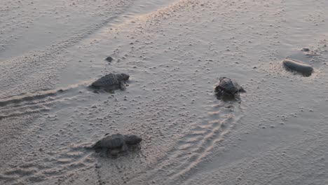 las crías de tortuga boba carreta caretta llegan al agua por primera vez mientras una ola las baña en la orilla.