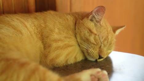 cat sleeping in the wild closeup