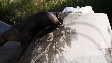 foca escalando una estructura de hormigón en el zoológico