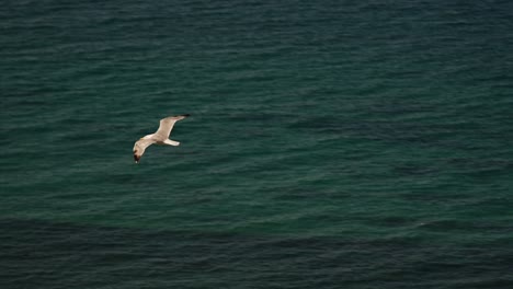 seagull glides gracefully above the blue waters of tangier, morocco coast