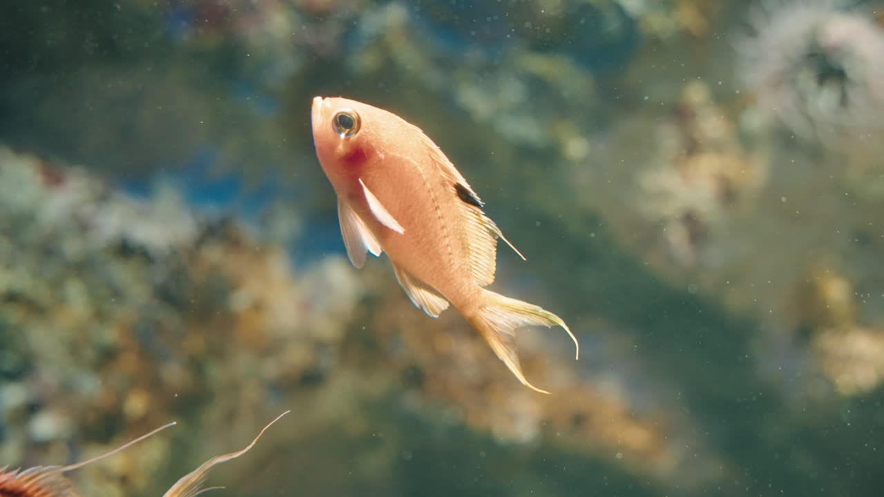 крупный план вишневых антий в аквариуме sendai umino-mori в японии