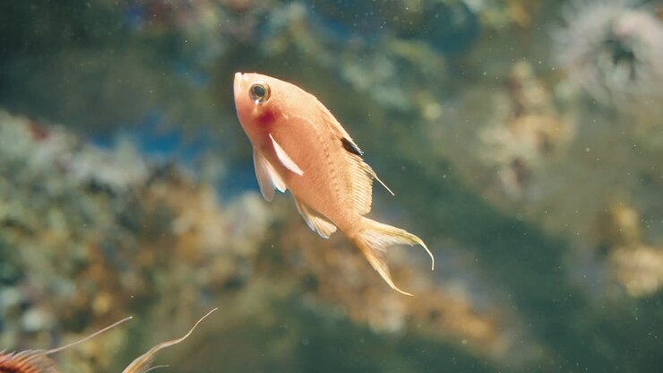 Close up View Of Cherry Anthias At Sendai Umino-Mori Aquarium In Japan