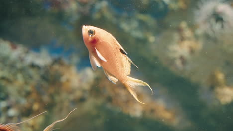 Close-up-View-Of-Cherry-Anthias-At-Sendai-Umino-Mori-Aquarium-In-Japan