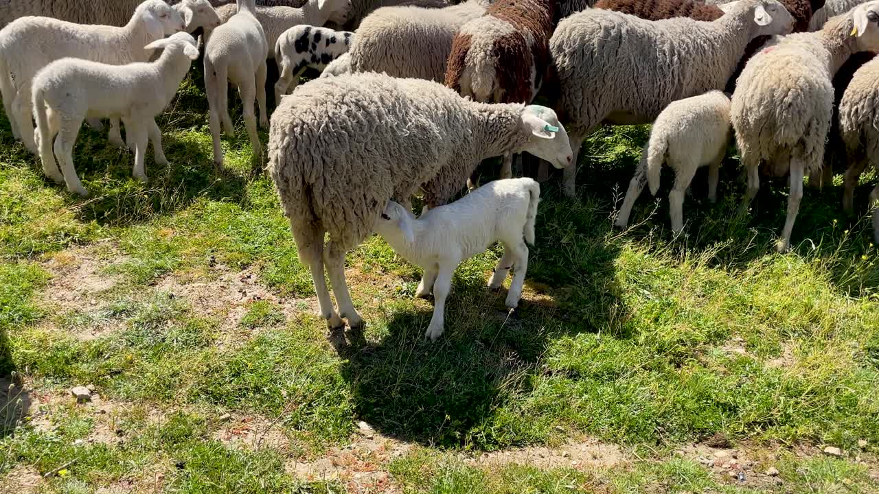 Slow motion footage of a sheep nursing its little white lamb that wags its tail, a black sheep passes by and makes it stop nursing, then it goes back to suckling, another one passes by with a cowbell