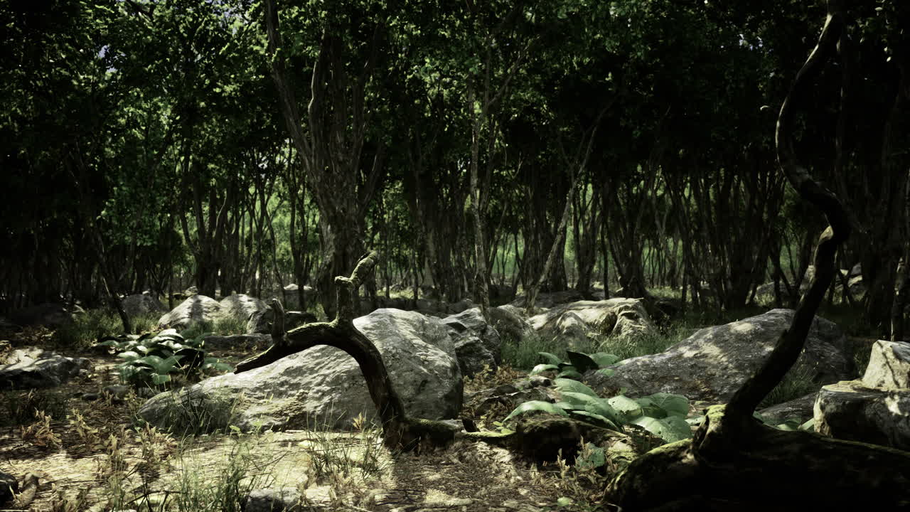 Exploring the enchanting forest of rocks and lush greenery