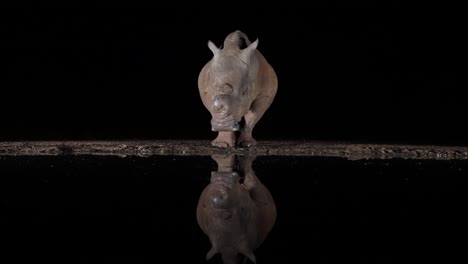 el cauteloso rinoceronte blanco se refleja en el agua del estanque negro por la noche