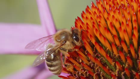 close up view of a bee pollinating a flower