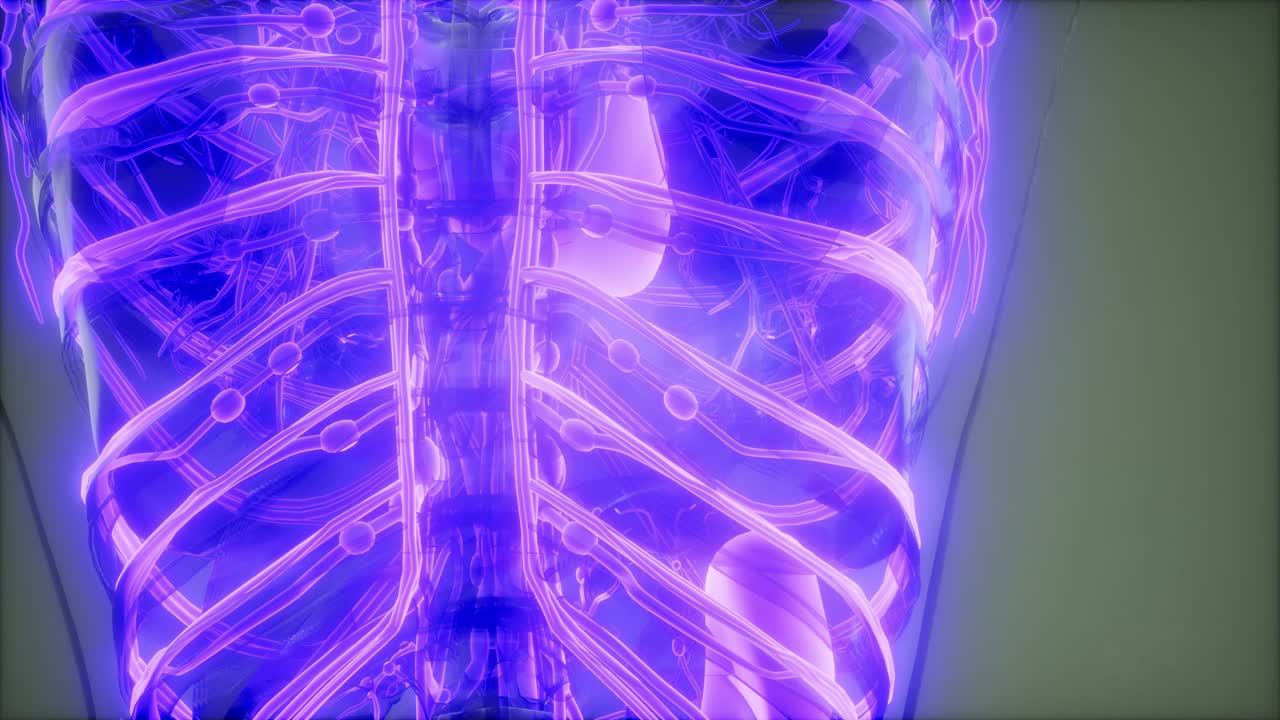 vasos sanguíneos del cuerpo humano