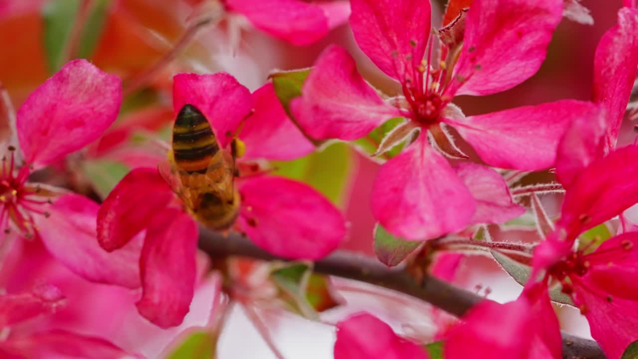 Bee gathering pollen from a bright apple tree blossom in slow motion