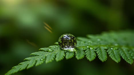 a captivating close-up of a water droplet resting on a fern leaf, showcasing the intricate reflections of nature and the beauty of natural elements