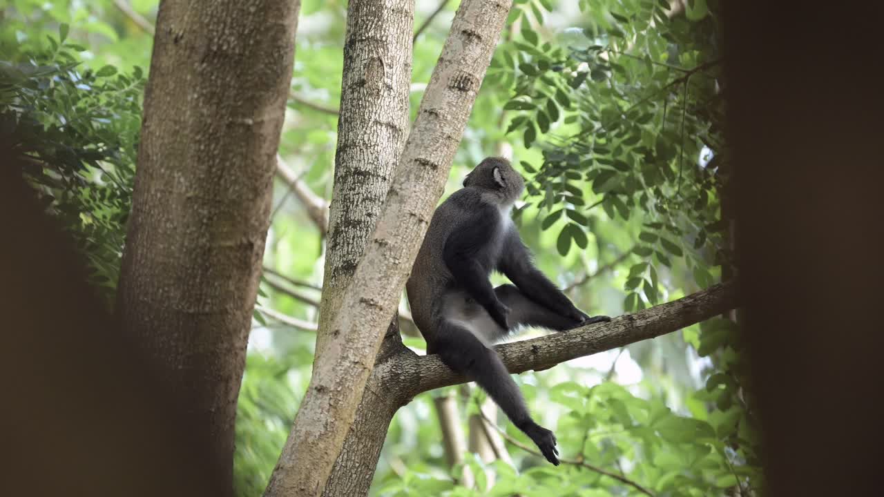 monos en el parque nacional de kilimanjaro en los árboles en áfrica en tanzania en un safari de vida silvestre y animales africanos, mono azul trepando en una rama de árbol en un bosque en ramas