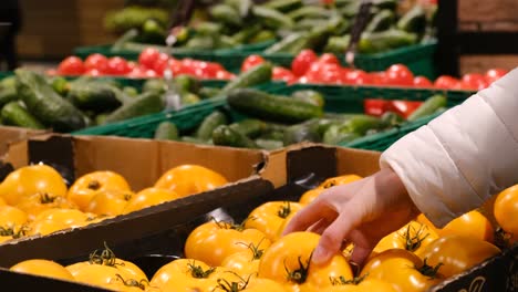 woman choosing yellow tomatoes from box in supermarket. fresh vegetables in farmers market. organic food