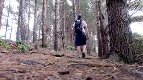 man walks on a hike through a beautiful golden brown pine tree forest in autumn on walking trail in capital wellington, new zealand aotearoa