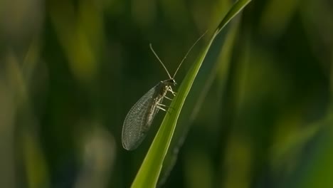 lacewing on a blade of grass