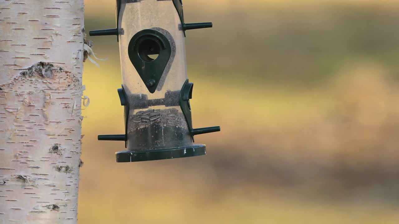 Great Tit and Greenfinch compete over seeds in bird feeder during golden hour, both fly away.