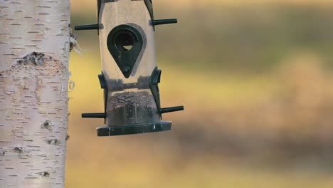 great tit and greenfinch compete over seeds in bird feeder during golden hour, both fly away.