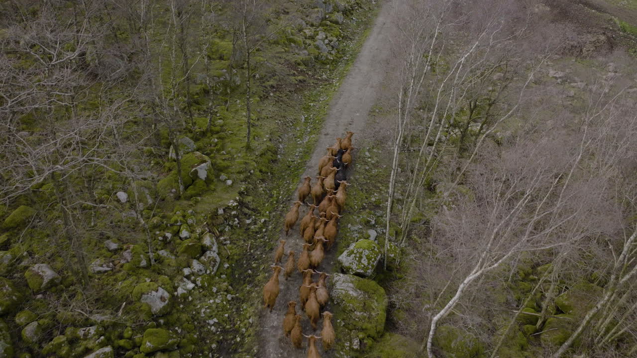 manada de ganado de las tierras altas trota por camino de ripio en bosques de montaña