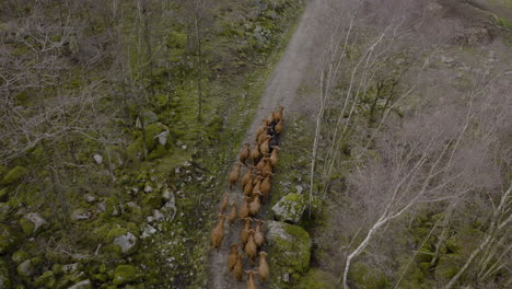 rebanho de gado das terras altas trota pela estrada de cascalho na floresta montanhosa