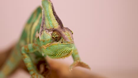 a veiled chameleon displays vibrant colors and subtle movements in a controlled environment with soft lighting