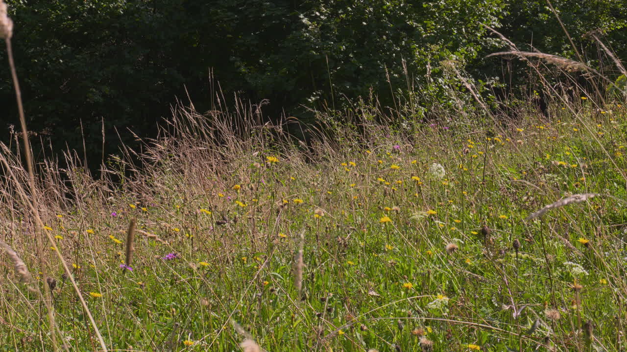 Small corner in the clearing with a wide variety of colorful mountain herbs and flowers in the wind, butterflies and insects flying among the flowers, sunny summer day at the edge of the forest.