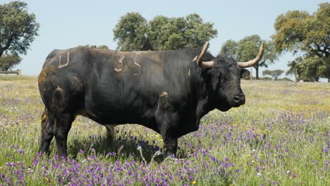 4k footage of an angry bull in a beautiful field