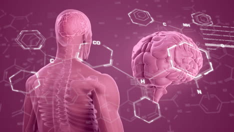 animación del cerebro humano y procesamiento de datos científicos.