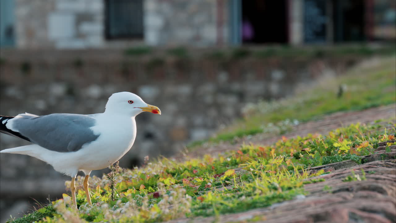 Woman taking pictures of a seagull at a viewing point in Antibes, France