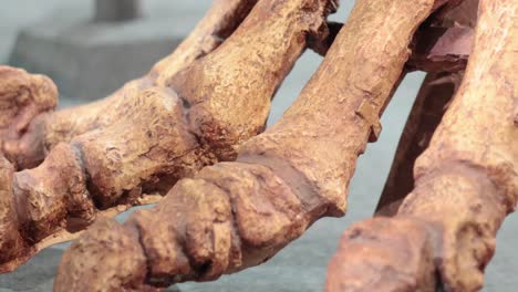 close-up of dinosaur foot bones on display