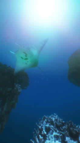 a manta ray swimming near a coral reef