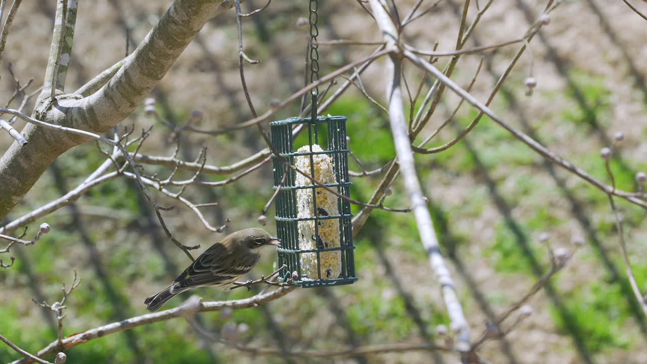 curruca de rabadilla amarilla en un comedero para pájaros de sebo durante el final del invierno en carolina del sur