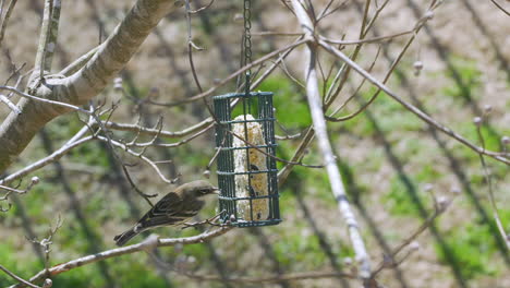 yellow rumped warbler at a suet bird-feeder during late-winter in south carolina