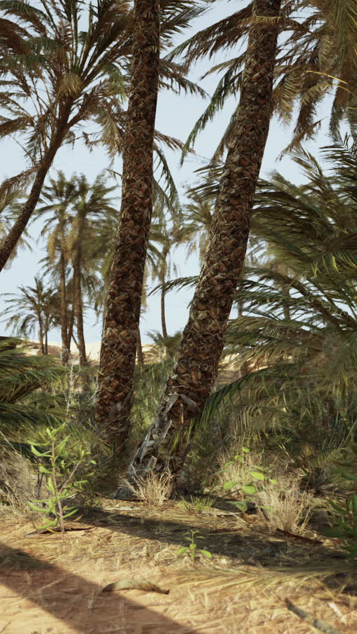 Palm Trees in the Desert
