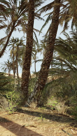 palmeras en el desierto