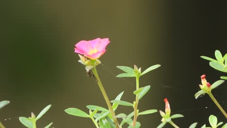 pink flower -green - beautiful