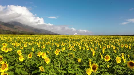 Excelente-Toma-Aérea-Retrocediendo-Desde-Un-Campo-De-Girasoles-En-Maui,-Hawaii