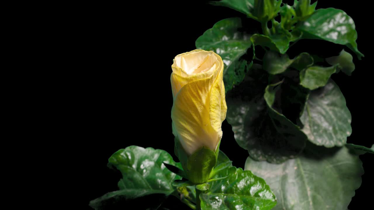 el lapso de tiempo de la flor de hibisco floreciendo sobre un fondo negro puro