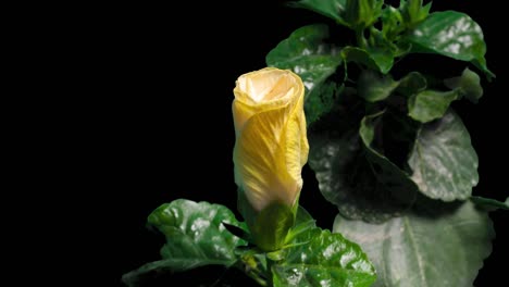 time lapse of hibiscus flower blooming on pure black background