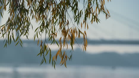 Colorful-weeping-willow-standing-on-bridge-background.-Branches-hang-over-lake.