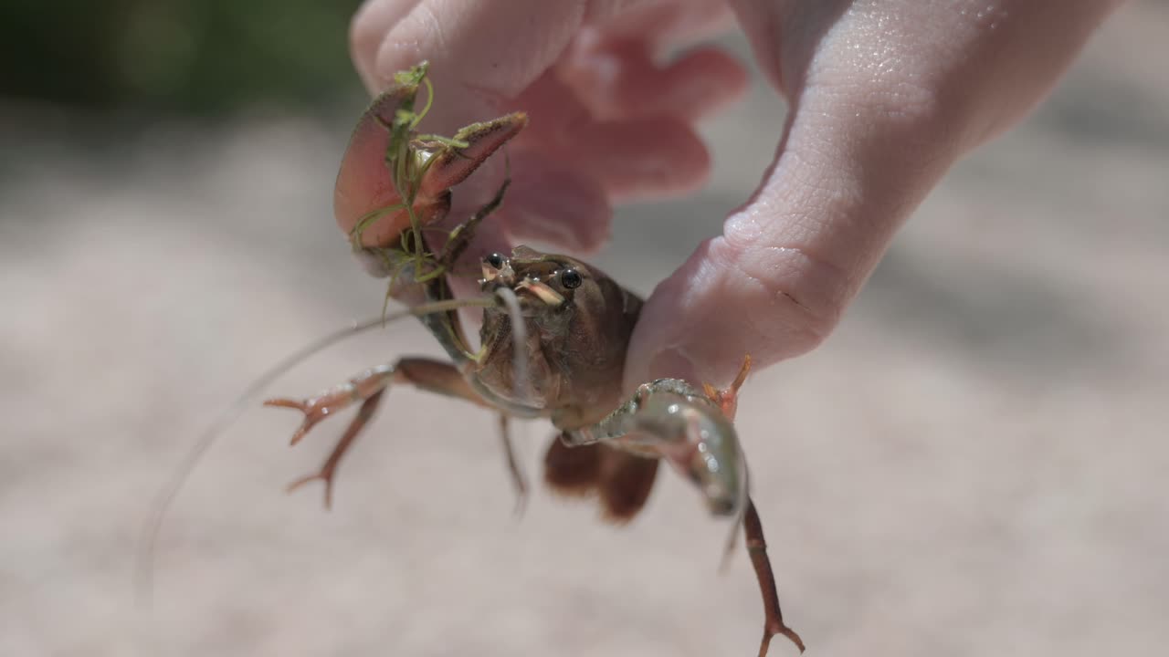 Close-up of a crayfish being held in a hand