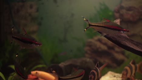 peces de acuario